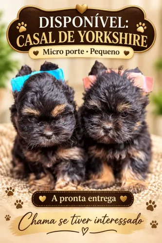 Filhote de yorkshire