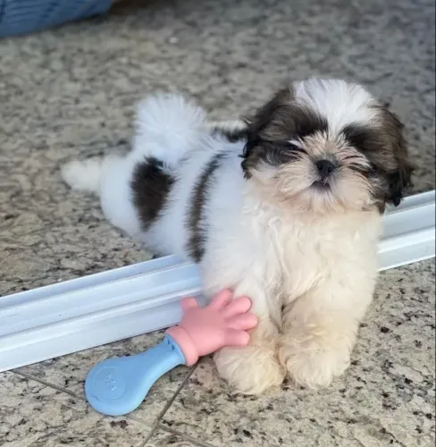 Shih tzu muito companheiro 