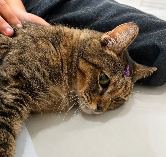Ninguém quer adotar essa gatinha deficiente das patinhas de trás 