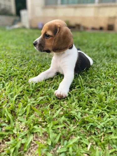 Beagle Um cachorrinho pronto para um novo lar