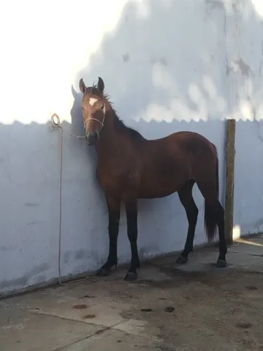 Vendo Potro registrado mangalarga marchador 