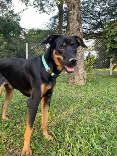 Cachorro para Doação - SP Capital - Zona Norte