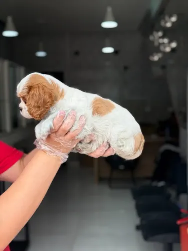 Cavalier King Fêmea Super Carinhosa com Pedigree