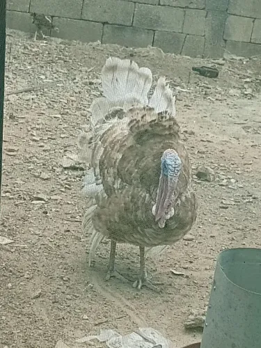 Vendo peru macho por 200!