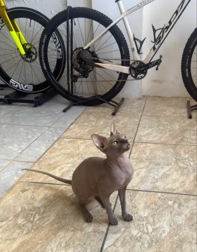 Gato Sphinx Filhote Macho com 10 meses!