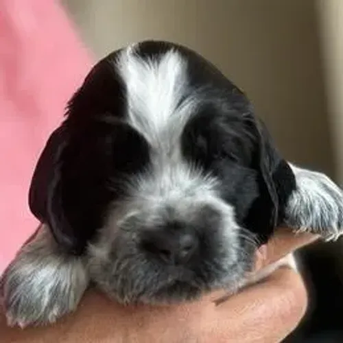 Cocker Spaniel,Cocker Spaniel Filhote Linda Linhagem Disponível