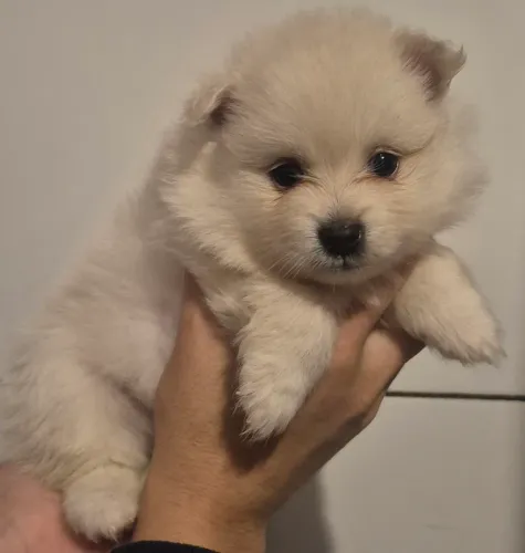 Filhotes de Spitz Alemão