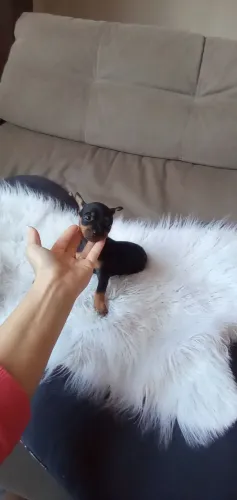 Pinscher Zero Fêmea