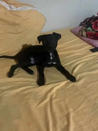 Filhote de cachorro Labrador