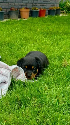 Rottweiler Quando aparece um filhotinho assim, vale a pena conferir