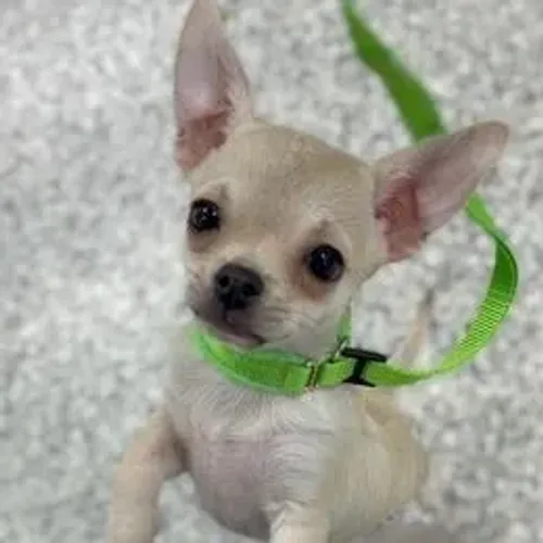 Chihuahua,Chihuahua Filhote Top Padrão da Raça