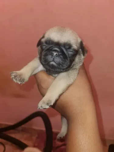 Pug Um cachorrinho assim é puro amor em movimento
