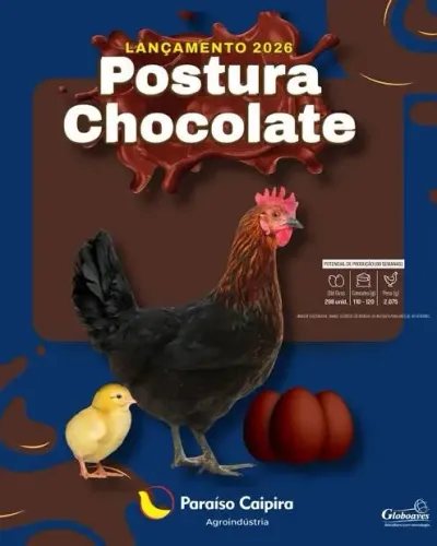 Poedeira negra ovo chocolate