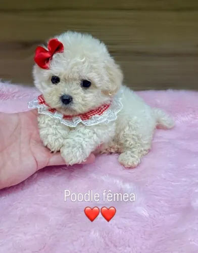 Poodle toy fêmea mini