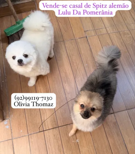 Casal Spitz Alemão