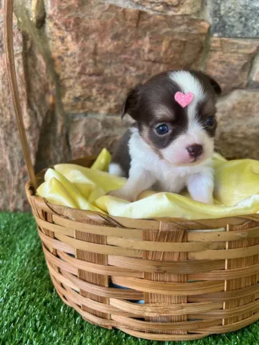 Chihuahua menina Pêlo longo chocolate, branco e castanho. Valor de ocasião