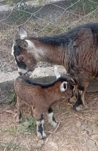 Mini cabrito pigmeu (filhote macho)