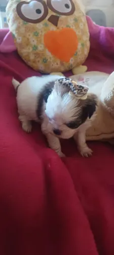 Shih tzu  femea micro