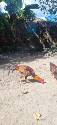 Frango indiano