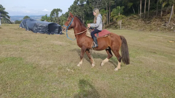 Cavalo crioulo tostado 