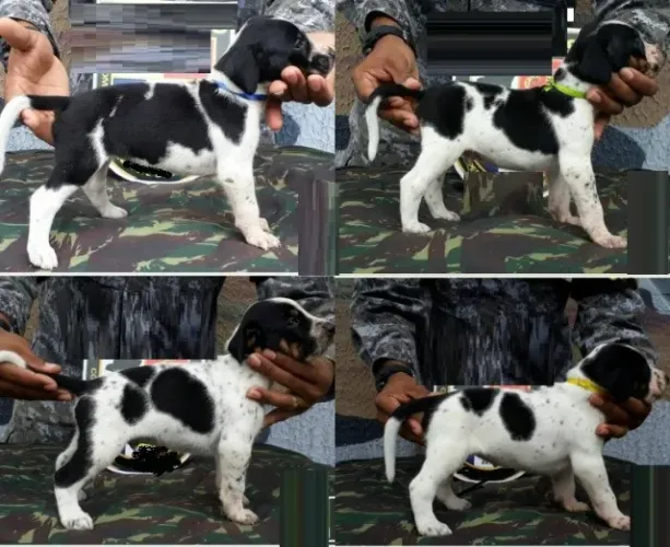 dalmata x labrador Filhotes Sociáveis e Inteligentes Whats 9.9751.6491