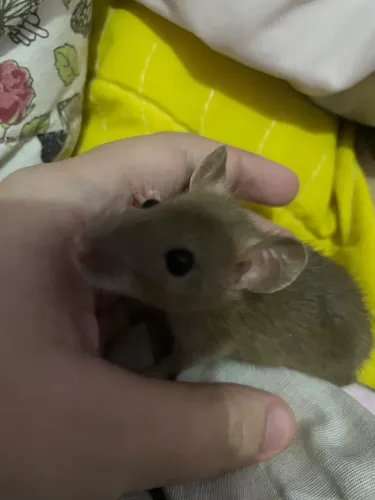 Doa-se ratinha Twister fêmea