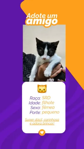 Gatinhos para adoção 
