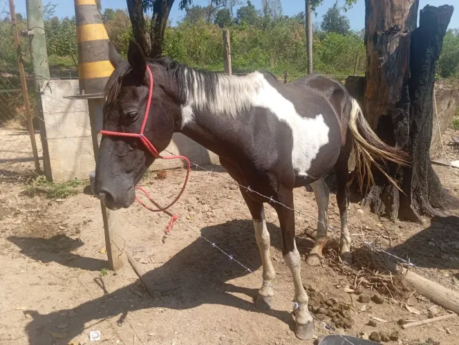 Égua com potra