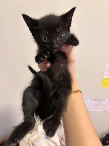 Doação de Gatinhos Fofos ?