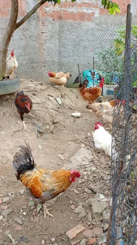 Frangos e galos