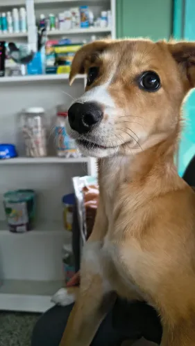 Doação cachorro filhote
