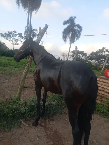 Égua marchadeira