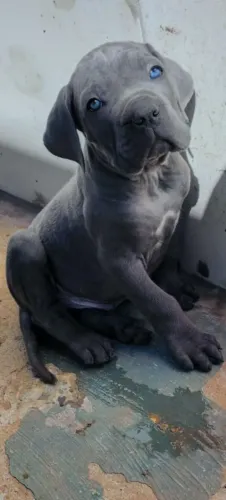Venda de filhotes de Cane Corso