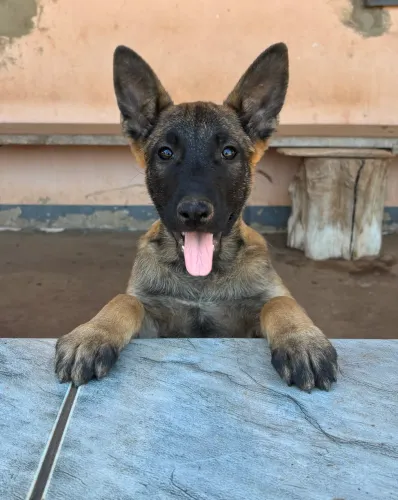 Pastor Belga Malinois