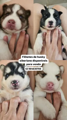 Filhotes de husky