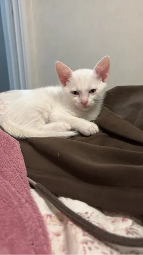 gato macho 3 meses