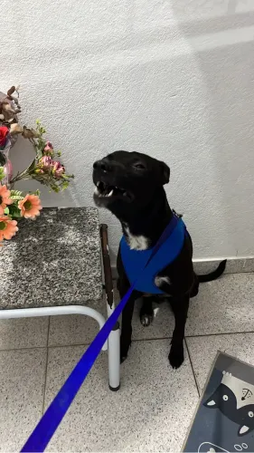 Adoção responsável cachorro