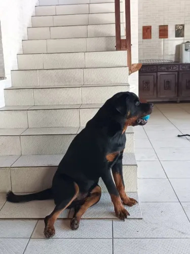 Rottweiler - Padrão Europeu (Pedigree)