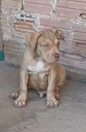 Pitmonster
