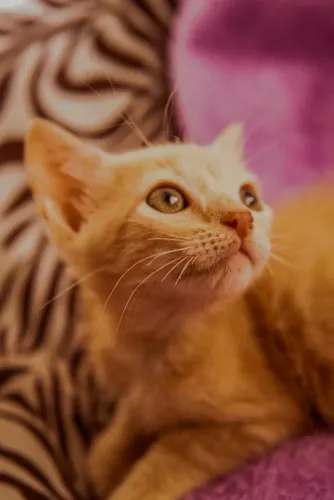 Gatos para adoção