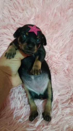 Vendo esse pinscher