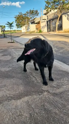 Doação Responsável  - Cachorra Labradora com Golden