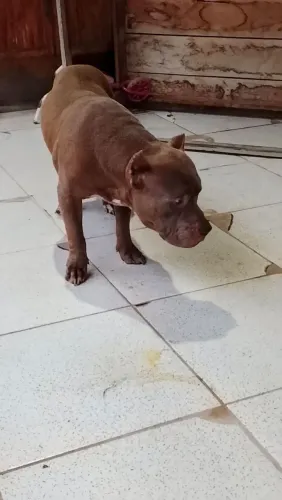 Aberto a negociação casal de Pit monster 