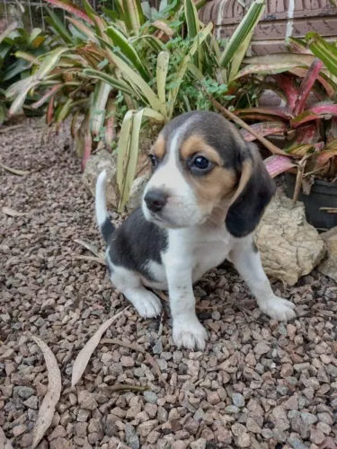 beagles tricolor