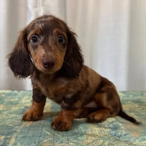Dachshund Arlequim Pelo longo | Prontos para encantar a sua família 