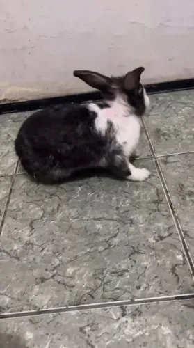 Coelhinho