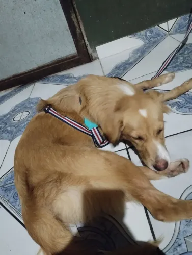Doação de cachorra fêmea de 6 meses