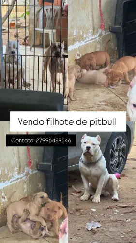 Pitbull filhote