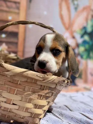 Beagle