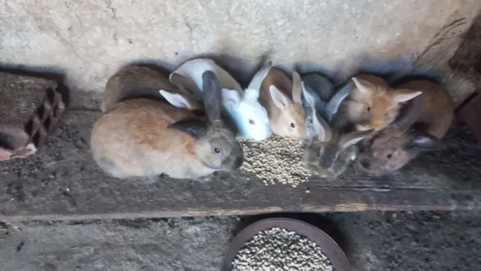 Vende-se coelho, retirada em águas lindas, setor 10